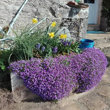 Les Orchidees Mouillac