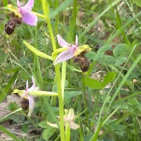 Les Orchidees Mouillac